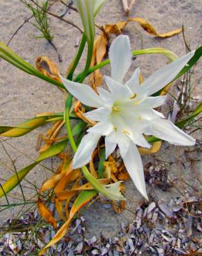 Fotografia 9 da espécie Pancratium maritimum no Jardim Botânico UTAD