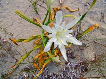 Fotografia da espécie Pancratium maritimum