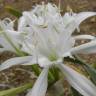 Fotografia 10 da espécie Pancratium maritimum do Jardim Botânico UTAD