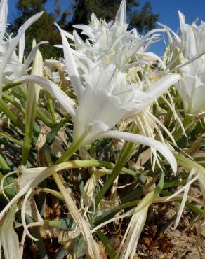 Fotografia 11 da espécie Pancratium maritimum no Jardim Botânico UTAD