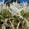 Fotografia 11 da espécie Pancratium maritimum do Jardim Botânico UTAD