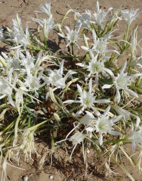 Fotografia 12 da espécie Pancratium maritimum no Jardim Botânico UTAD