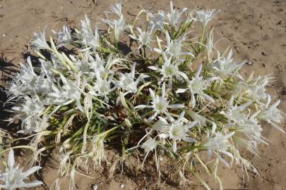 Fotografia da espécie Pancratium maritimum