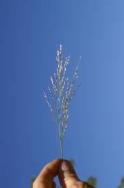 Fotografia da espécie Panicum repens