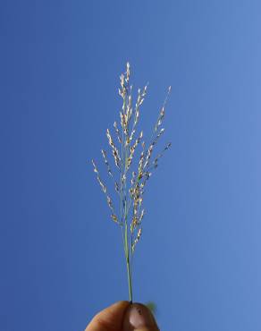 Fotografia 3 da espécie Panicum repens no Jardim Botânico UTAD