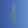 Fotografia 3 da espécie Panicum repens do Jardim Botânico UTAD