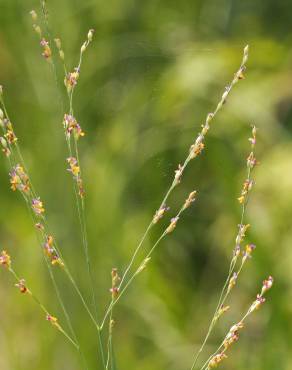 Fotografia 4 da espécie Panicum repens no Jardim Botânico UTAD