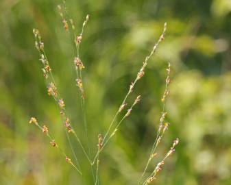 Fotografia da espécie Panicum repens