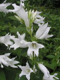 Fotografia da espécie Campanula alliariifolia