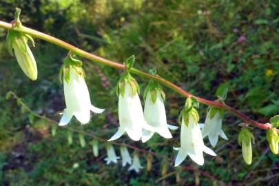 Fotografia da espécie Campanula alliariifolia