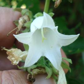 Fotografia da espécie Campanula alliariifolia