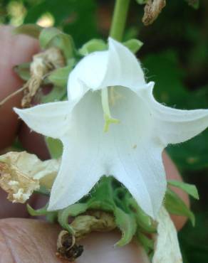 Fotografia 4 da espécie Campanula alliariifolia no Jardim Botânico UTAD