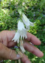 Fotografia da espécie Campanula alliariifolia