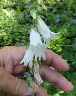 Fotografia 5 da espécie Campanula alliariifolia no Jardim Botânico UTAD