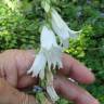 Fotografia 5 da espécie Campanula alliariifolia do Jardim Botânico UTAD