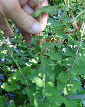 Fotografia 6 da espécie Campanula alliariifolia no Jardim Botânico UTAD