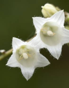 Fotografia 8 da espécie Campanula alliariifolia no Jardim Botânico UTAD