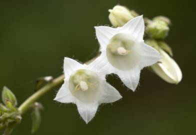 Fotografia da espécie Campanula alliariifolia