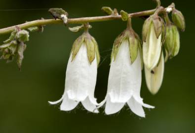 Fotografia da espécie Campanula alliariifolia