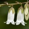 Fotografia 9 da espécie Campanula alliariifolia do Jardim Botânico UTAD