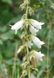 Fotografia da espécie Campanula alliariifolia