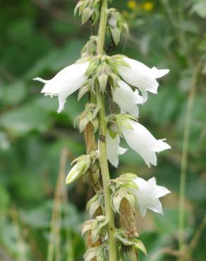 Fotografia 1 da espécie Campanula alliariifolia no Jardim Botânico UTAD