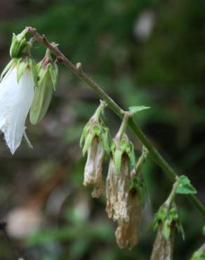 Fotografia 10 da espécie Campanula alliariifolia no Jardim Botânico UTAD