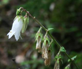 Fotografia da espécie Campanula alliariifolia