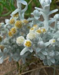 Achillea maritima