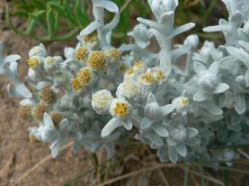 Fotografia da espécie Achillea maritima