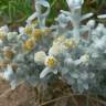 Fotografia 1 da espécie Achillea maritima do Jardim Botânico UTAD