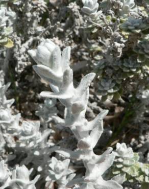 Fotografia 6 da espécie Achillea maritima no Jardim Botânico UTAD