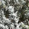 Fotografia 6 da espécie Achillea maritima do Jardim Botânico UTAD