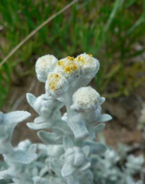 Fotografia 7 da espécie Achillea maritima no Jardim Botânico UTAD