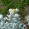 Fotografia 7 da espécie Achillea maritima do Jardim Botânico UTAD