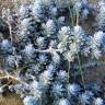 Fotografia 8 da espécie Achillea maritima do Jardim Botânico UTAD