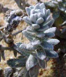 Fotografia da espécie Achillea maritima