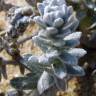 Fotografia 9 da espécie Achillea maritima do Jardim Botânico UTAD