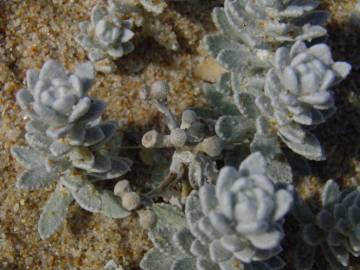 Fotografia da espécie Achillea maritima