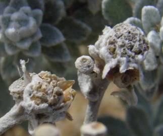 Fotografia da espécie Achillea maritima