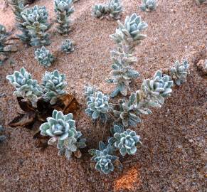 Fotografia da espécie Achillea maritima