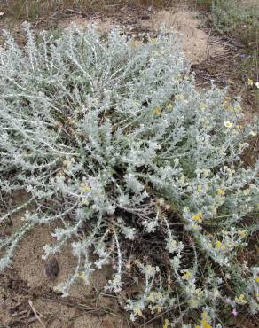 Fotografia 14 da espécie Achillea maritima no Jardim Botânico UTAD