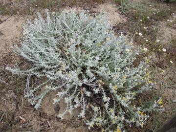 Fotografia da espécie Achillea maritima