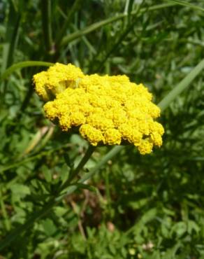 Fotografia 8 da espécie Achillea ageratum no Jardim Botânico UTAD