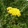 Fotografia 8 da espécie Achillea ageratum do Jardim Botânico UTAD