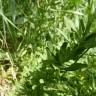 Fotografia 9 da espécie Achillea ageratum do Jardim Botânico UTAD