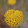 Fotografia 10 da espécie Achillea ageratum do Jardim Botânico UTAD