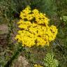 Fotografia 11 da espécie Achillea ageratum do Jardim Botânico UTAD