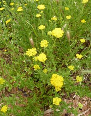 Fotografia 12 da espécie Achillea ageratum no Jardim Botânico UTAD