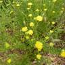 Fotografia 12 da espécie Achillea ageratum do Jardim Botânico UTAD